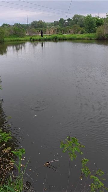 Карась на мормышинг ?.. да хоть КАРП..ЛЕГКО. как поймать карася? СМОТРИ #shorts #рыбалка #мормышинг смотреть онлайн