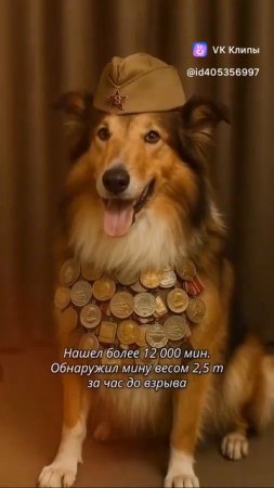 Четвероногие герои 🐕