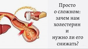 Просто о сложном: зачем нам холестерин и нужно ли его снижать?