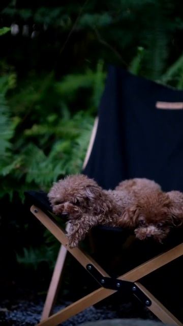 Китайский чай по всей России , последняя поставка , инф смотреть онлайн