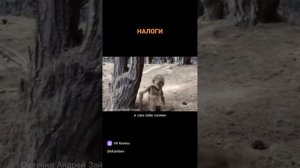 #налоги