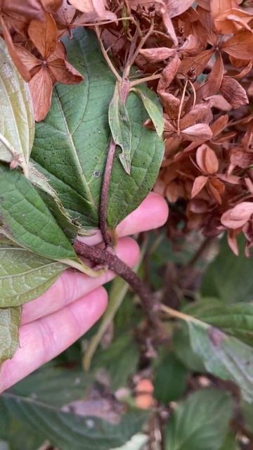 Не торопитесь срезать соцветия у метельчатых гортенз? смотреть онлайн