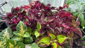 🏡 Огородно-тепличный Vlog. У нас заморозки, забыла занести Фуксию 🙈.
Небольшой обзор теплиц.