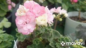 ПЕЛАРГОНИЯ АСТРИД В МОЕЙ КОЛЛЕКЦИИ