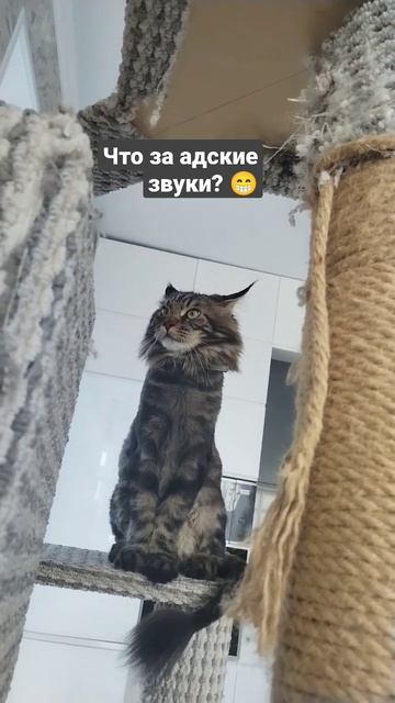Кот слушает мясорубку) #животные #мейнкуны #кот #домашн смотреть онлайн