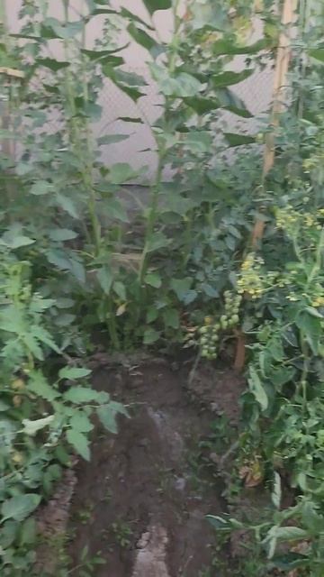 Самый лучший отдых для меня #огород #томатычерри #заго? смотреть онлайн