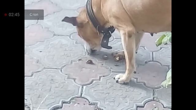 ПСАЛОМ 36 ЧТО БЫЛО, ЕСТЬ И БУДЕТ 18. 11.2024 г. смотреть онлайн