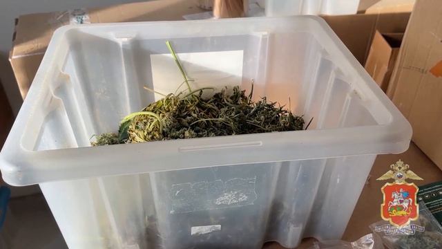 В Дмитрове полицейские задержали местного жителя, который обустроил в своей квартире теплицу по выра смотреть онлайн