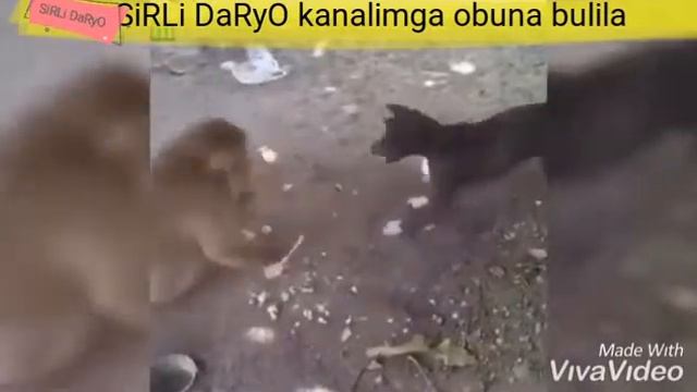 Узбекча прикол 2019 смотреть онлайн