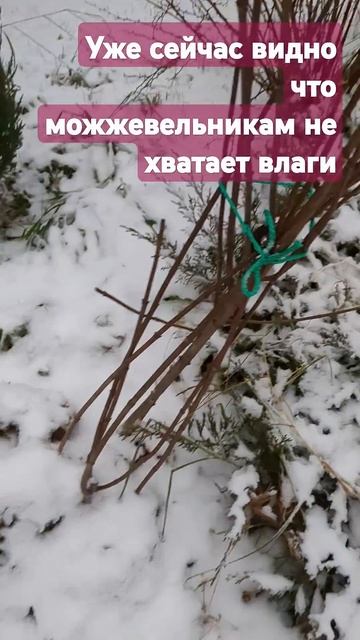 Моим можжевельникам не хватает влаги #многолетники #с? смотреть онлайн