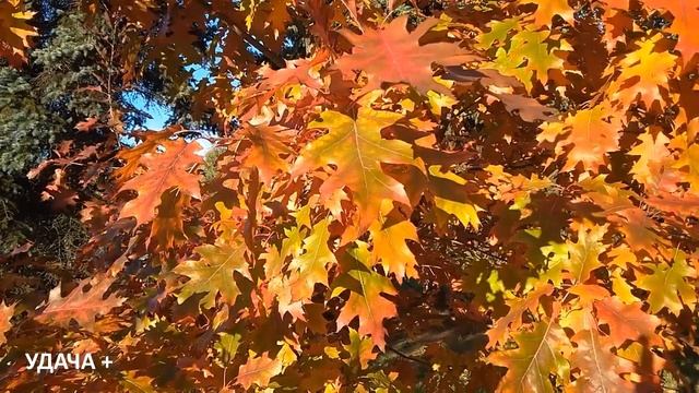 25 марта Феофанов День . Что нельзя делать 25 марта . Наро смотреть онлайн