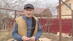 Северный виноград