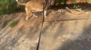 Прогулка в поселковский солнцепек Bublikbul43