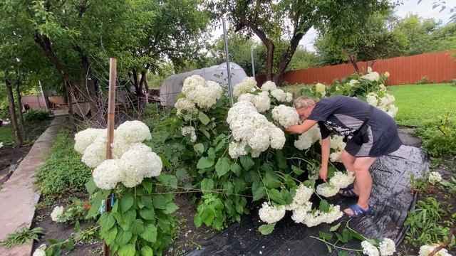 Ливень с градом. Гортензия Анабель.
