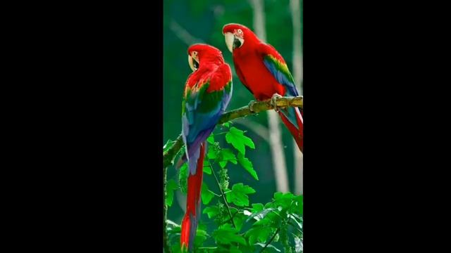 Один приветик моей подруге)☆★♡♥ кто хочет привет то пишите) смотреть онлайн