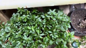 Влажность воздуха для растений. Для чего надо? Методы ?