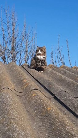 А там на крыше кот учёный