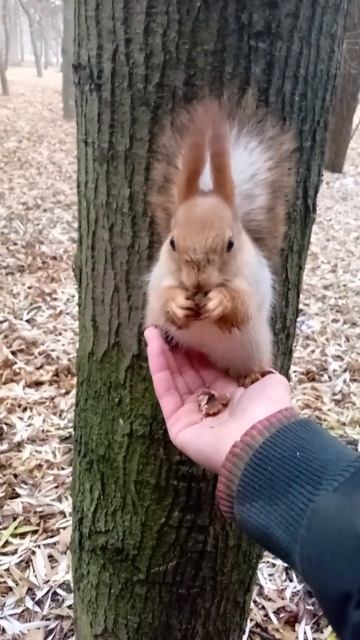 Белка кушает орешки прямо на руке 🐿️#белка #shorts смотреть онлайн