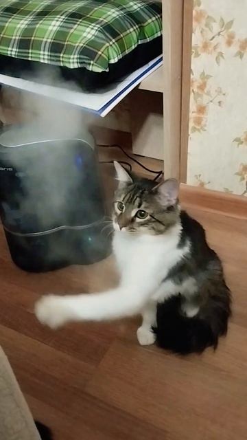 Кот и увлажнитель смотреть онлайн