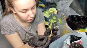 УКОРЕНЕНИЕ ПЕЛАРГОНИИ В ВЕРМИКУЛИТЕ