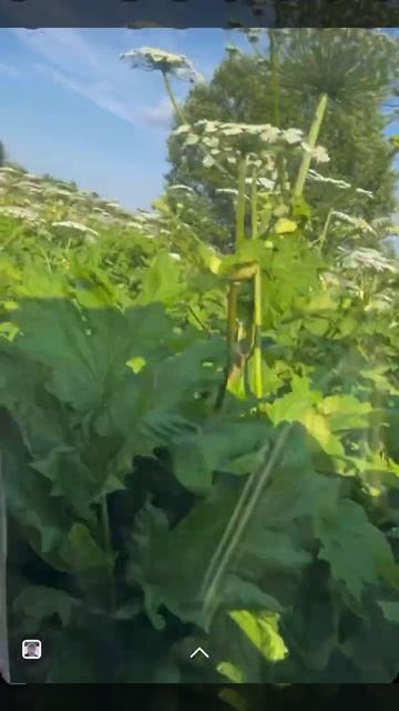 Борьба с борщевиком ,давим борщевик #борщевик #как спр? смотреть онлайн