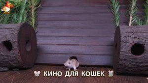 Видео для кошек про крысок развлекать питомцев 🐭🐀😂 (95)