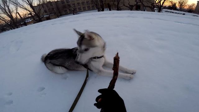 ХАСКИ СБЕЖАЛИ ! ИГРЫ ХАСКИ ! смотреть онлайн