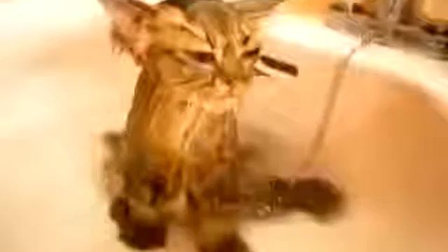 Кошачьи приколы. смотреть онлайн