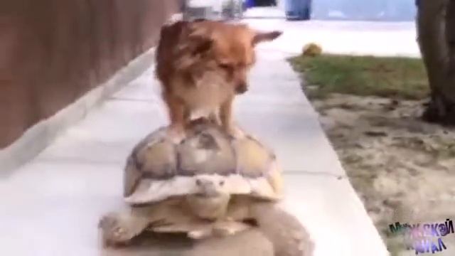 10 минут отборных приколов для взрослых мужиков COUB приколы за неделю 2017