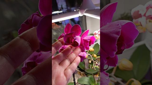 девочки это просто бомба!! посмотрите на эту красоту 😍😍😍😍котик тоже оценил покупку 😀