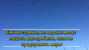 Как отпугнуть ворон? как отогнать ворон, наглядное вид