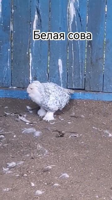 Белая сова в этнографическом комплексе Улан-Удэ #сова смотреть онлайн