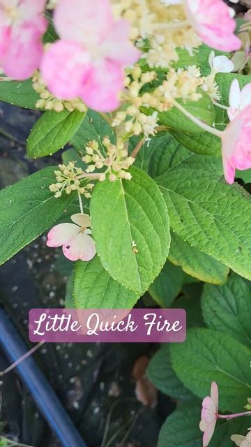гортензія волотиста Little Quick Fire #decorsad, замовлення ➡️ www. смотреть онлайн