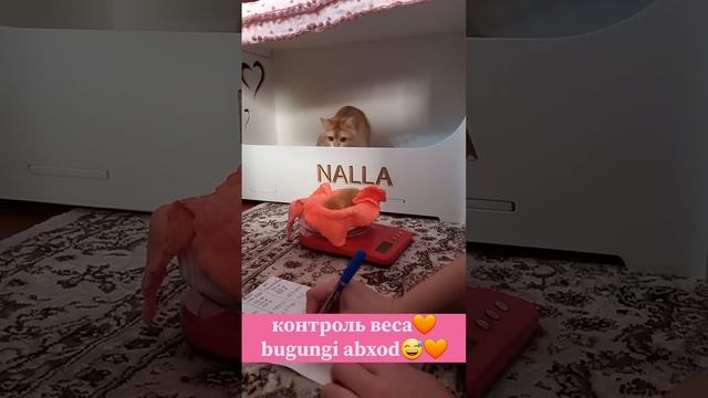 Контроль веса🧡Bugungi abxod😅🧡 #cat #cats #catlover #cute смотреть онлайн