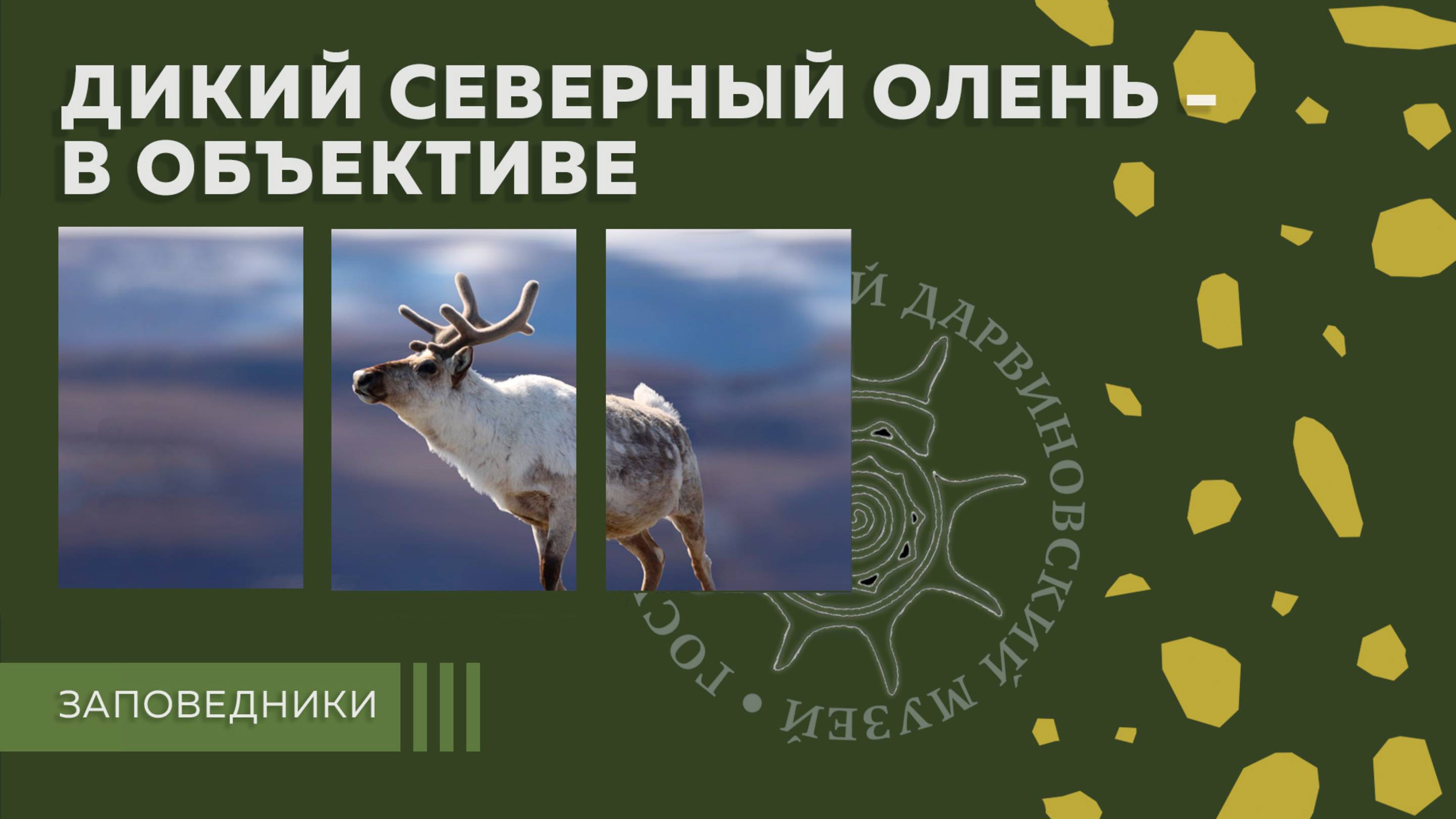 Дикий северный олень - в объективе