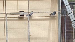 просто гуляют.