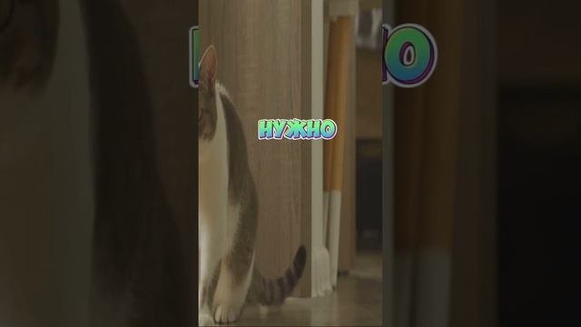 Кошка друг