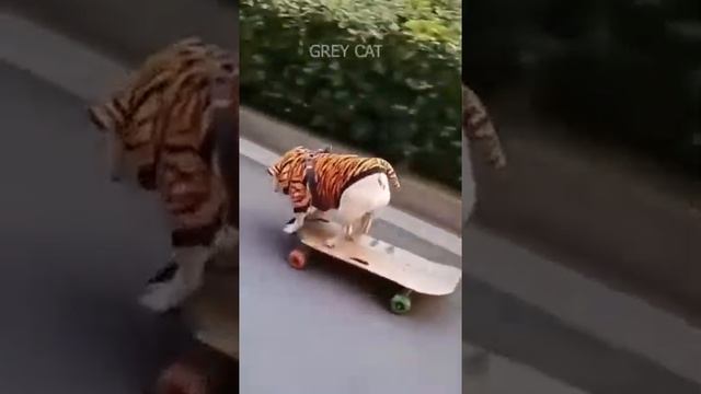 Приколы с животными Невероятные ситуации смотреть онлайн