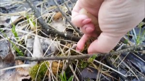 Сезон сморчковой шапочки 2025. #mushroom #грибы #сморчковаяшапочка #сморчки #грибнойсезон