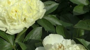 Пион Philip the Arab