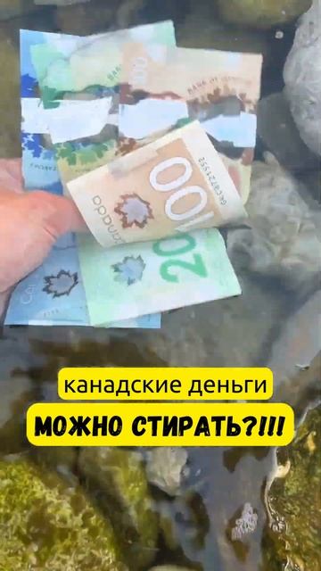 КАНАДСКИЕ ДЕНЬГИ МОЖНО СТИРАТЬ?!! #канада #жизньвканад? смотреть онлайн