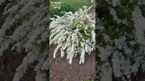 Спирея Грефшейм