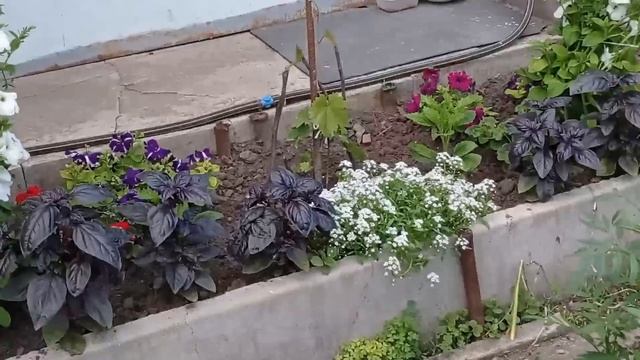 Новые питомцы появились/морально мы устали.../мой огор? смотреть онлайн