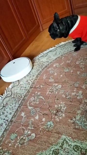 Наглый #робот и понятливый #пёс #робот-пылесос #француз смотреть онлайн