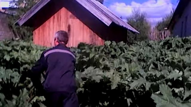 Республика Коми борьба с борщивиком смотреть онлайн