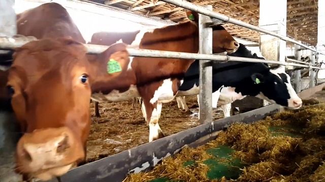 Продажа племенных нетелей молочного направления опто смотреть онлайн