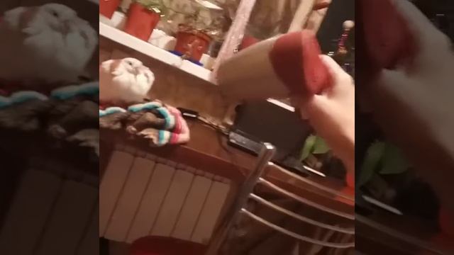 Осторожно фен шумит голубь тоже хочет быть красивым смотреть онлайн