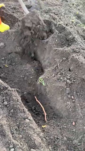 #рек #виноград #посадка #Беларусь🍇♥️shorts смотреть онлайн