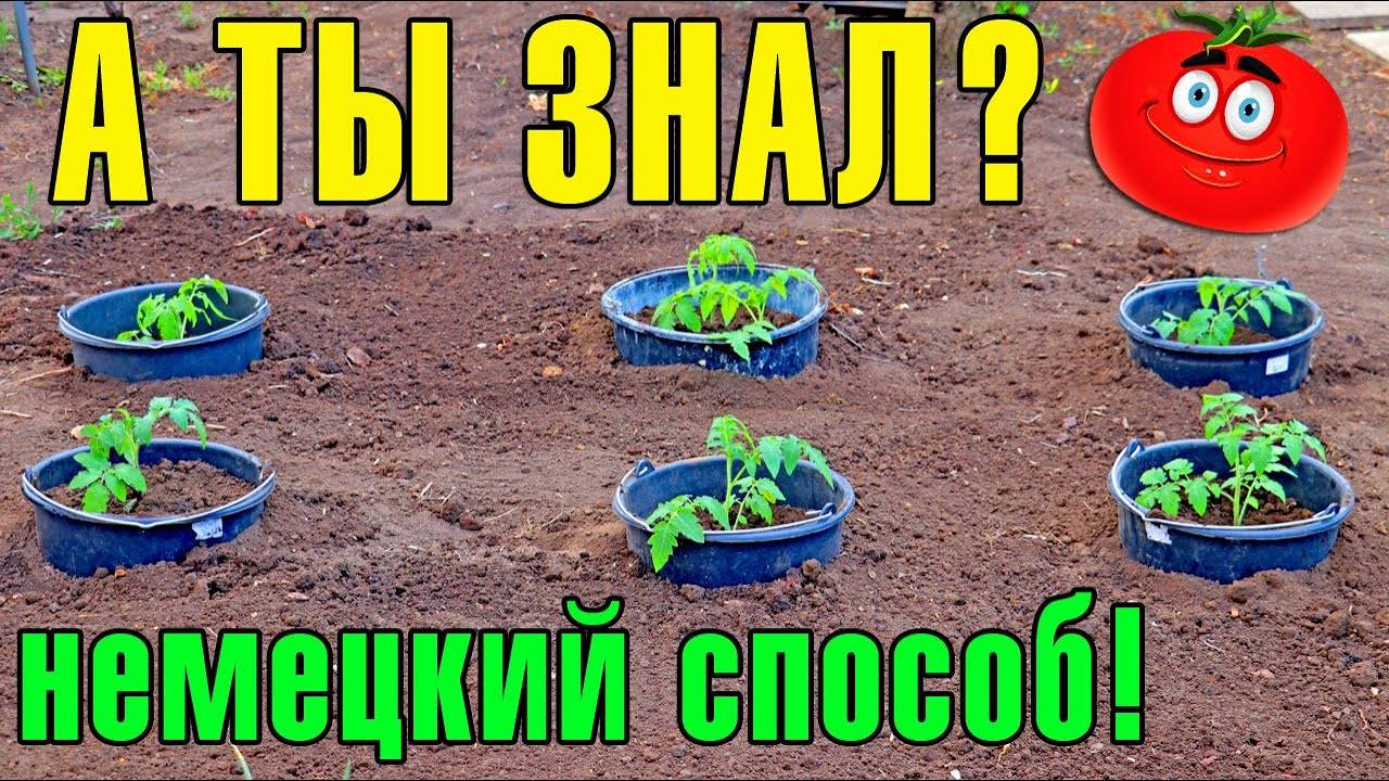 ПОСАДКА ТОМАТОВ! Что положить в лунку! Посадка рассады Помидор в открытый грунт!
