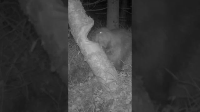 Бобер ест 🌲🌲🌲 смотреть онлайн